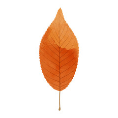 Vector watercolor illustration of an autumn red leaf isolated on background.