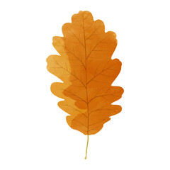Vector watercolor illustration of an autumn oak leaf isolated on background.