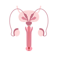 Diagram of the anatomy of male reproductive organs on white background
