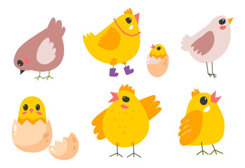Chicken hen and small chick, bird and rooster