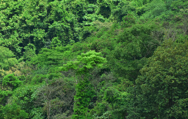 Fototapeta na wymiar View of forest and green leaves beautiful nature