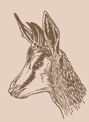 Vector portrait of fallow deer on sepia background, forest animal feline vintage illustration