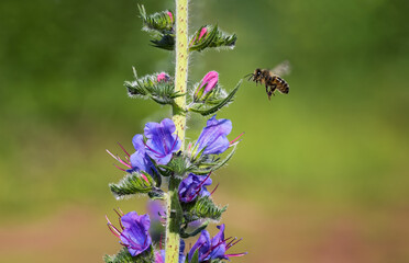 A bee in flight near a fragrant tall flower. Close-up.