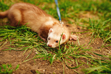 the red-haired domestic ferret is walked on a leash on the lawn. unusual pets. food and accessories for rodents.