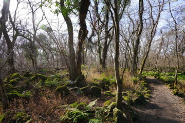 Obraz premium autumn forest with path