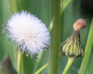 Eine Pusteblume im grünen Feld!