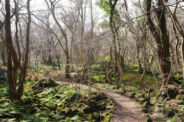 Obraz premium autumn forest with path