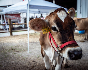 Young cow at petting zoo