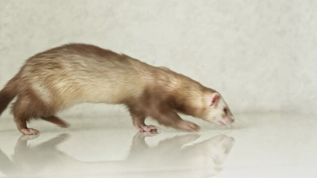 the red-haired domestic ferret walks on the table. unusual pets. food and accessories for rodents.