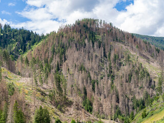 Woods destroyed by the bark beetle, whose scientific name is Ips typographus, the beetle that is ravaging the forests. European Alps - obrazy, fototapety, plakaty