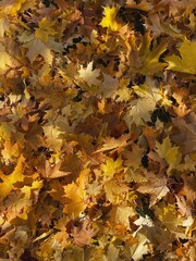 Autumn leaves pattern. Aesthetic fall oak leaves background with sunlight shadows