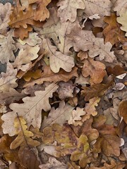 Autumn leaves pattern. Fall oak leaves background
