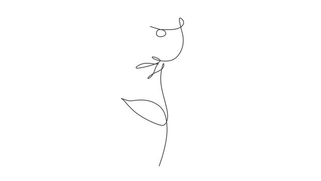 Animated self drawing of single continuous line draw minimalist beauty red rose flower. Floral concept for posters, wall art, tote bag, mobile case, t-shirt print. Full length one line animation.