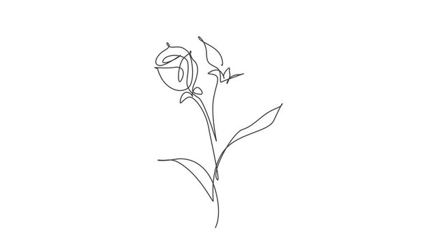 Animated self drawing of single continuous line draw minimalist beauty fresh rose flower. Floral concept for posters, wall art, tote bag, mobile case, t-shirt print. Full length one line animation.