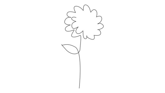 Animation of one single line drawing beauty aster flower. Minimal tropical floral style, love romantic concept for poster, wall decor print. Continuous line self draw animated. Full length motion.