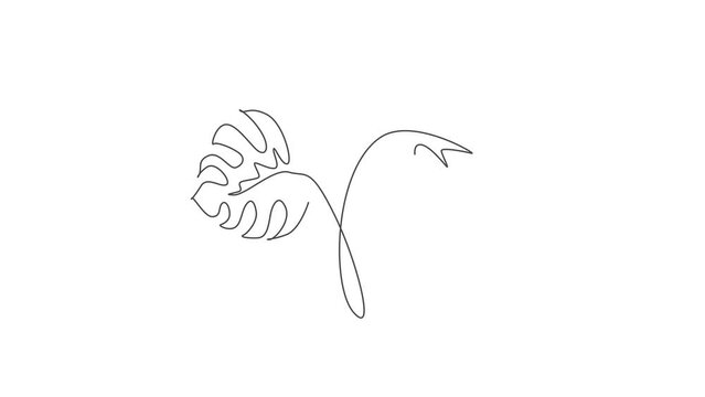 Animation of one line drawing monstera leaf. Tropical leaves minimalistic style, abstract floral pattern concept for poster, wall decor print. Continuous line self draw animated. Full length motion.