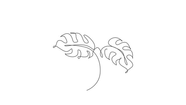 Animated self drawing of single continuous line draw monstera leaf. Abstract botany style concept for posters, wall art, tote bag mobile case, t-shir,t sticker print. Full length one line animation.