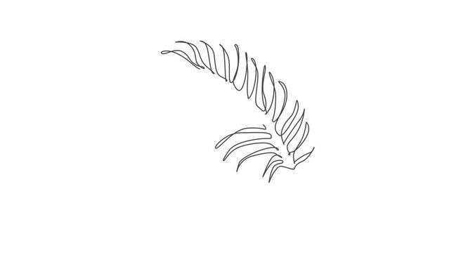 Animated self drawing of one continuous line draw tropical palm faux areca leaf. Minimal organic natural eco concept. Home wall decor, poster, tote bag, fabric print. Full length single line animation
