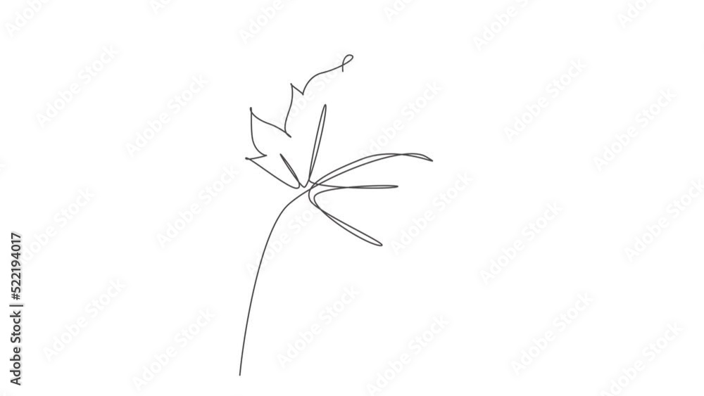 Wall mural animated self drawing of continuous line draw abstract tropic spring maple leaf. minimal botany natu