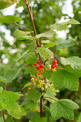 Unripe red currants on a branch in a garden. Soft selective focus.