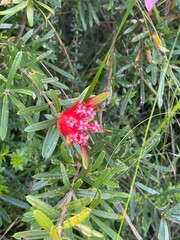 wild sweet red flower in the bush