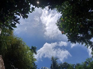 tree in the sky