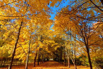 Alley of maple trees in autumn in Alexander park, Tsarskoe Selo (Pushkin), Saint Petersburg, Russia