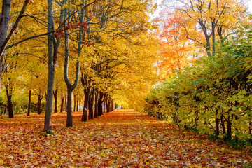 Alexander park in autumn, Pushkin, Saint Petersburg, Russia