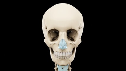 3d rendered medically accurate illustration of a human skull. Copy of space. Isolated on black background.