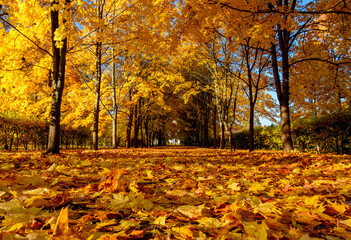 Alexander park in autumn, Pushkin, Saint Petersburg, Russia