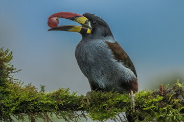 beautiful colored plate-billed mountain toucan (Andigena laminirostris) sitting n the branch very near in the cloud forest