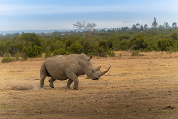 Naklejka premium White Rhinoceros Ceratotherium simum Square-lipped Rhinoceros at Khama Rhino Sanctuary Kenya Africa.