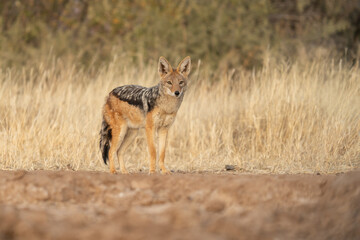 A jackal searching for prey in the grasslands of the Kalahari Desert in Namibia.