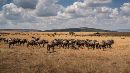 Wildebeest migration, Serengeti National Park, Tanzania, Africa