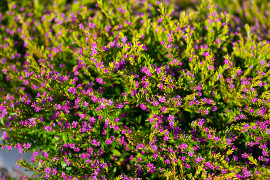 False Heather or Elfin Herb flower, Mexican heather's little purple flowers (Cuphea hyssopifolia)
