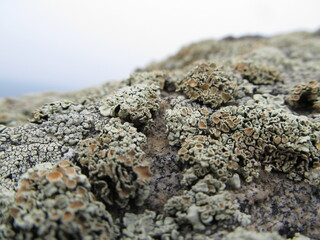 lichen on rock