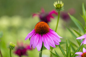  Flowers which are commonly called coneflowers (Echinacea).  The pale purple coneflower, a threatened species in Wisconsin, is a native species