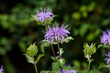 Wild Bergamot (Monarda fistulosa). This showy perennial, frequently cultivated, has aromatic leaves used to make mint tea. Oil from the leaves was formerly used to treat respiratory ailments.