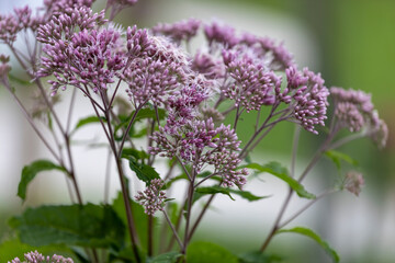 Obraz premium Joe-Pye weeds ( Eutrochium ) are native plant to the United States and Canada