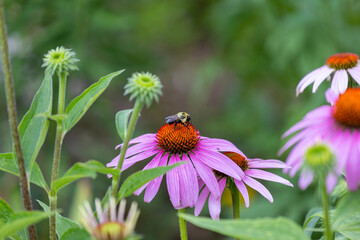 Flowers which are commonly called coneflowers (Echinacea).  The pale purple coneflower, a threatened species in Wisconsin, is a native species