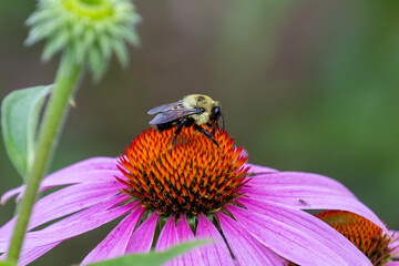 The yellow warbler (Setophaga petechia). Yellow warblers, in particular the young, devour many pest insects during the breeding season.