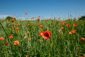 a field of red poppies on a sunny summer day