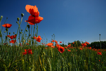 Obraz premium a field of red poppies on a sunny summer day