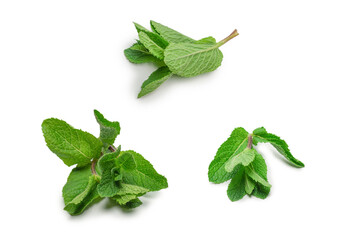 Fresh mint leaves isolated on white background. © Nikolay