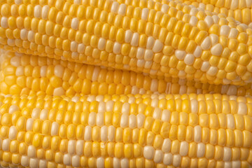 Yellow corn isolated on white background. Copyspace.