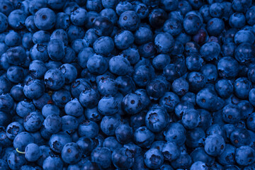 Fresh blueberry background. Texture blueberry berries close up.