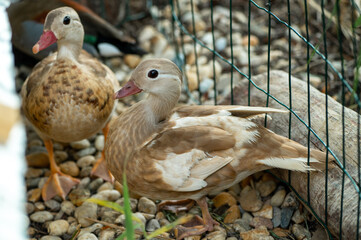 Pair of mandarin ducks at the farm