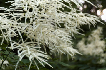 Aruncus dioicus, known as goat's beard, buck's-beard or bride's feathers, a flowering herbaceous perennial plant