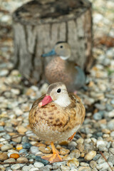 Pair of young beautiful mandarin ducks
