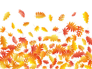 Oak, maple, wild ash rowan leaves vector, autumn foliage on white background.